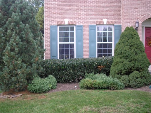 Bull Yew Hedge Before