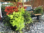 sweet potato vine / coleus